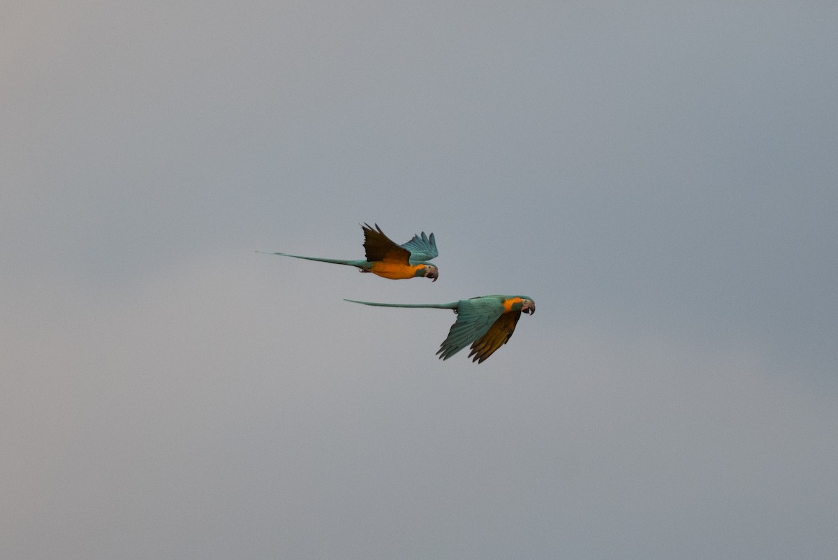 Blue-throated Macaw - ML611044914