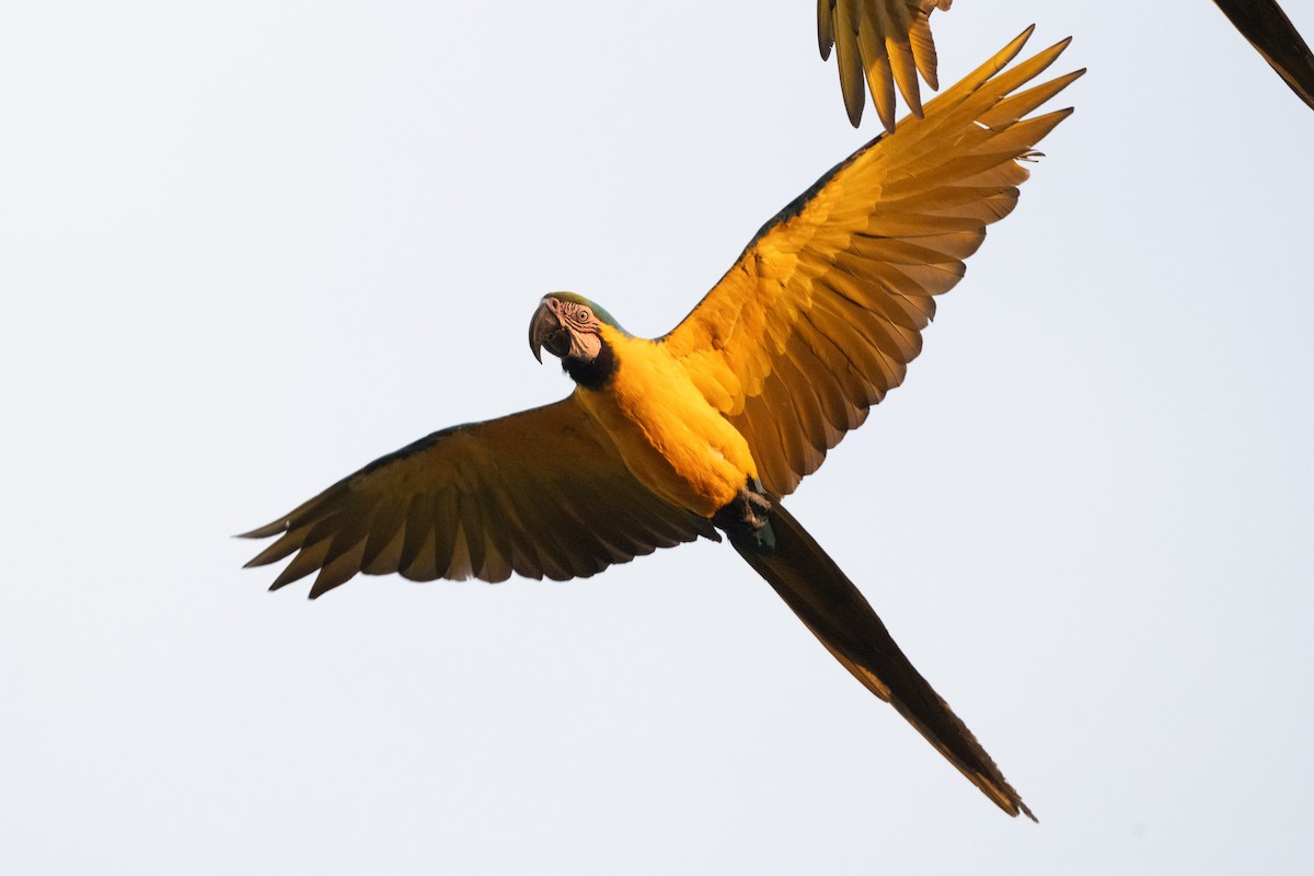 Blue-and-yellow Macaw - ML611044923