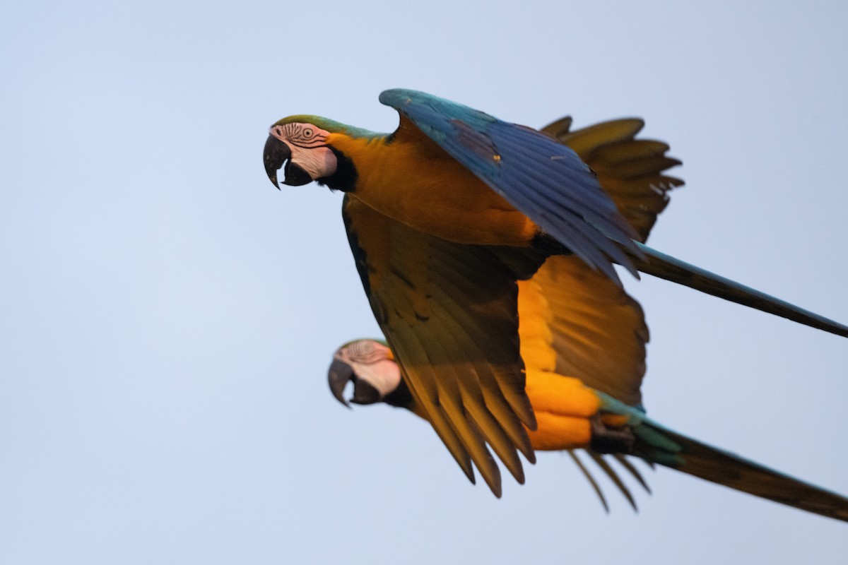 Blue-and-yellow Macaw - ML611044931