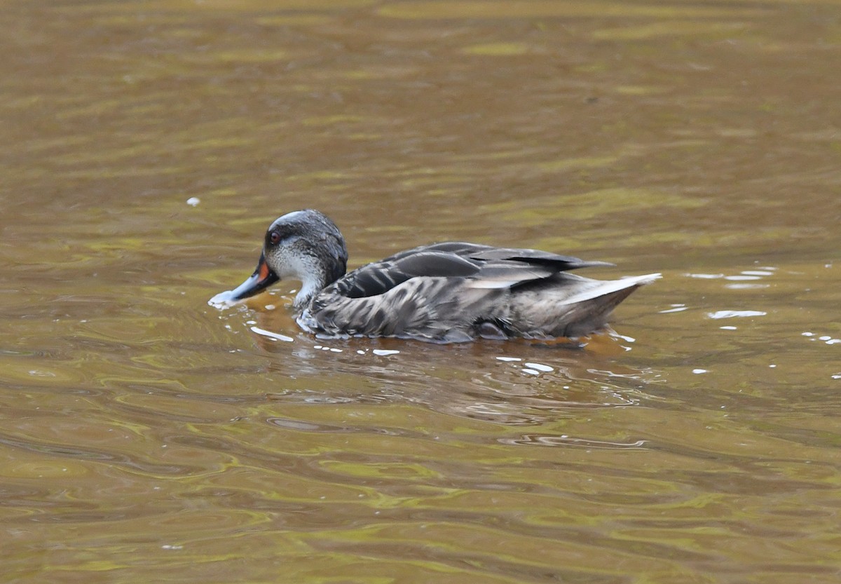 Canard des Bahamas (galapagensis) - ML611044952