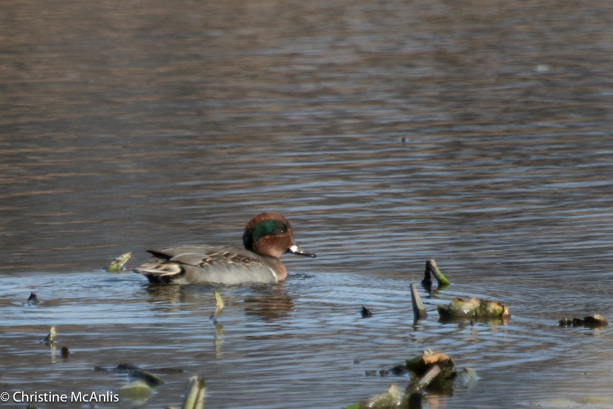 Green-winged Teal - ML611045006