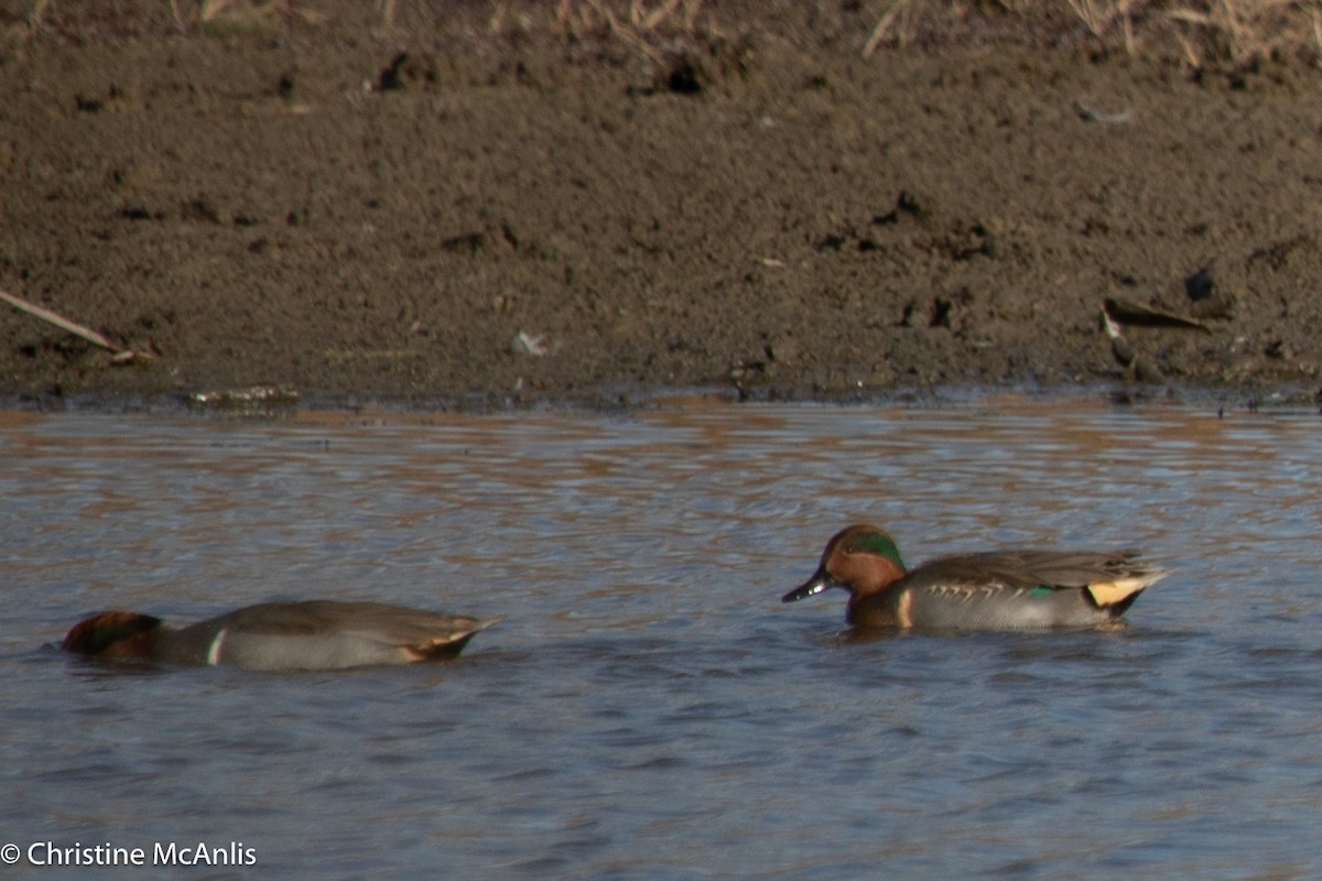 Green-winged Teal - ML611045008