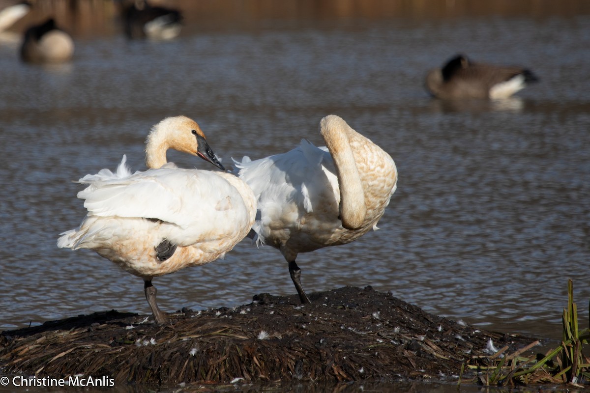 Trumpeter Swan - ML611045013