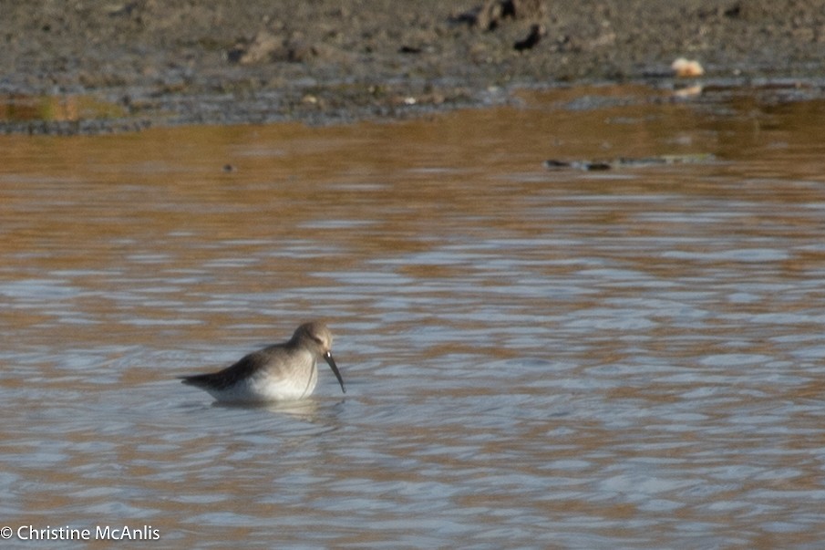 Dunlin - ML611045030