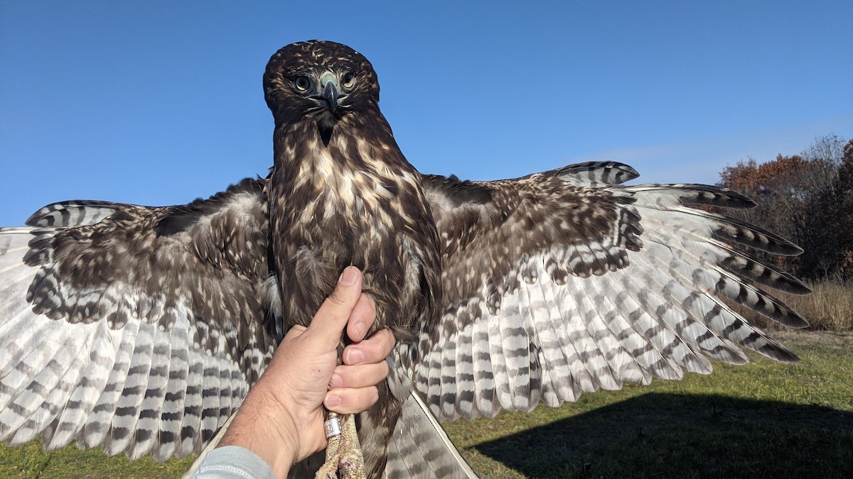Red-tailed Hawk (Harlan's) - ML611045154