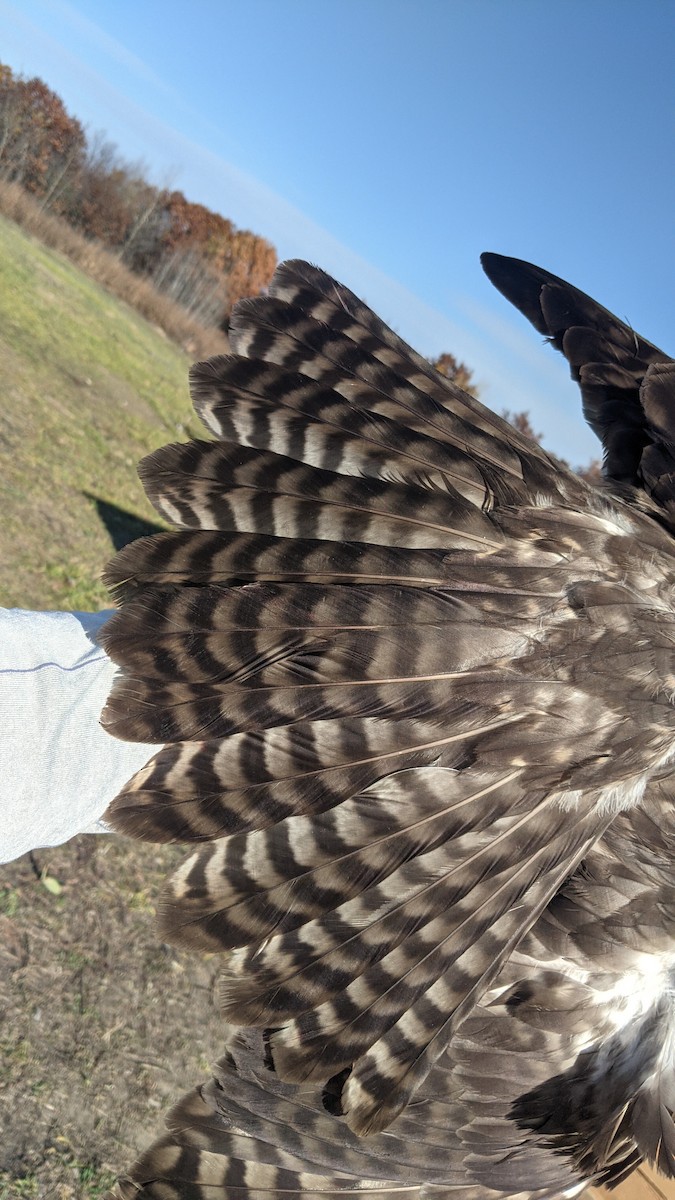 Red-tailed Hawk (Harlan's) - ML611045155