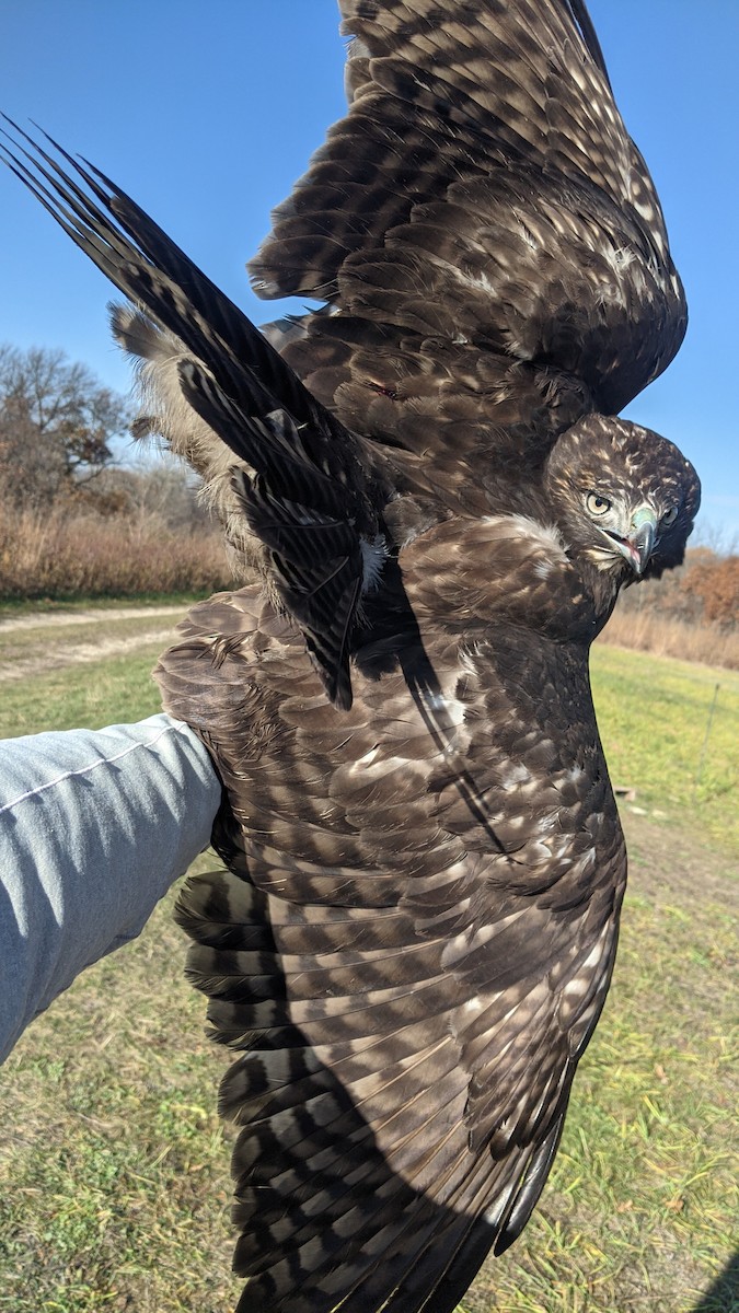 Red-tailed Hawk (Harlan's) - ML611045156