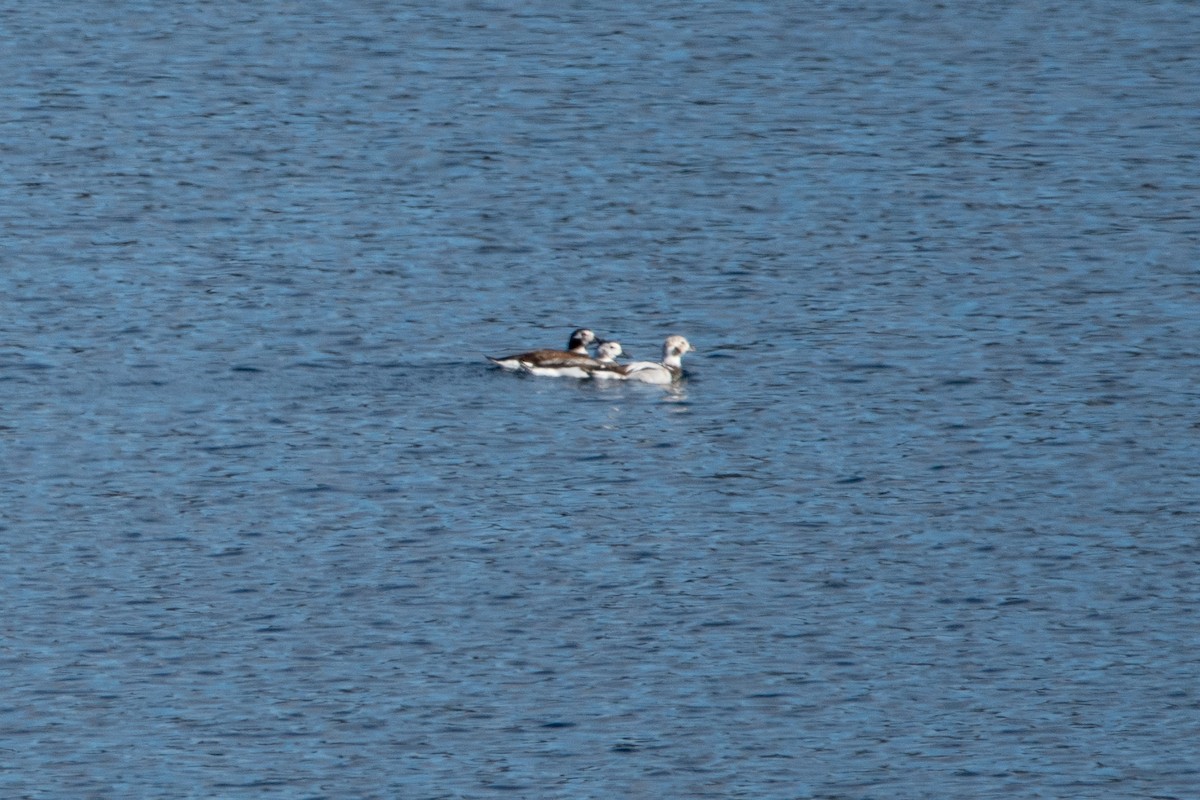 Long-tailed Duck - ML611045175