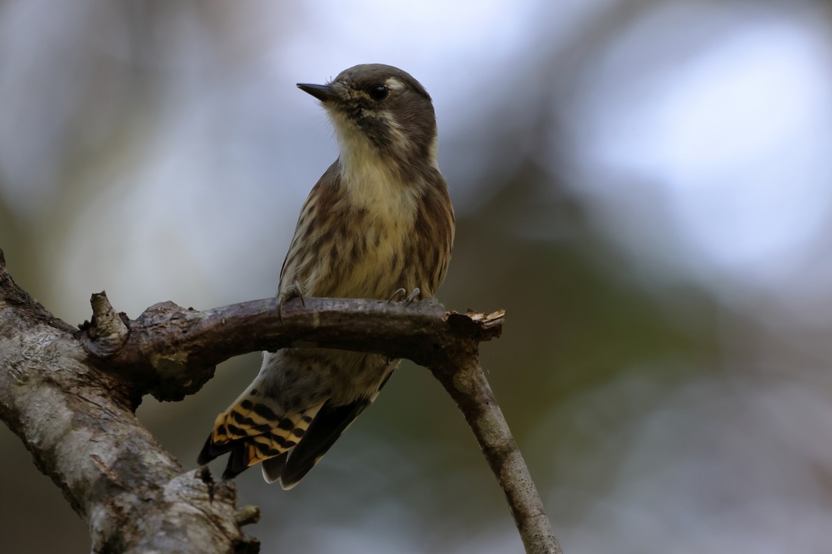 Japanese Pygmy Woodpecker - ML611045235