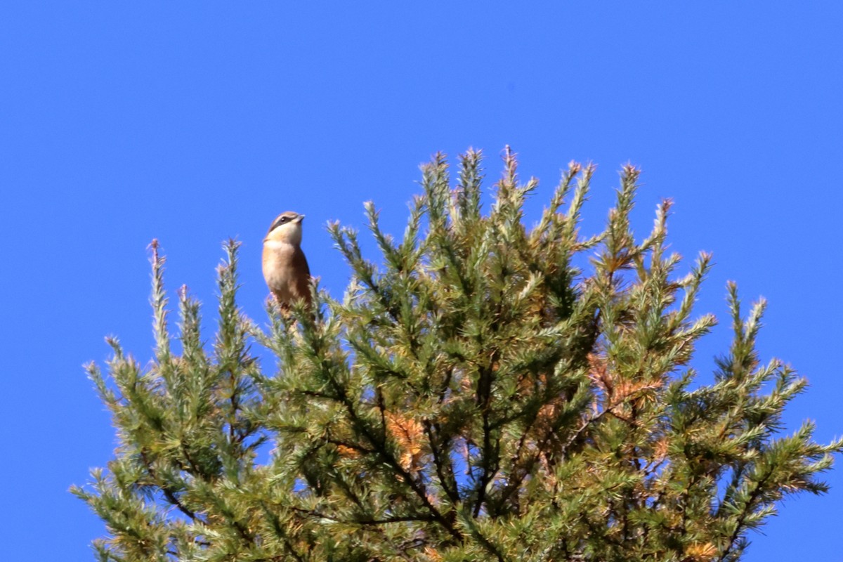 Bull-headed Shrike - ML611045246