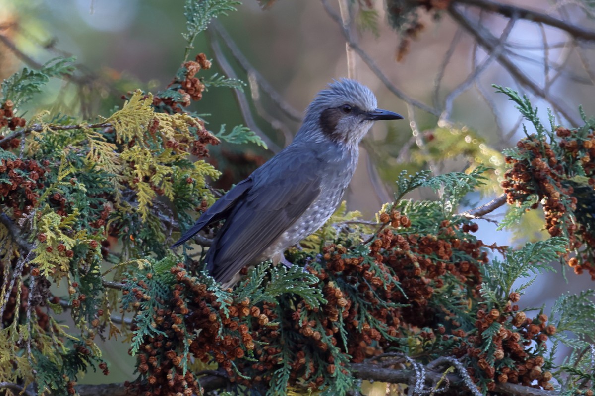 Brown-eared Bulbul - ML611045308