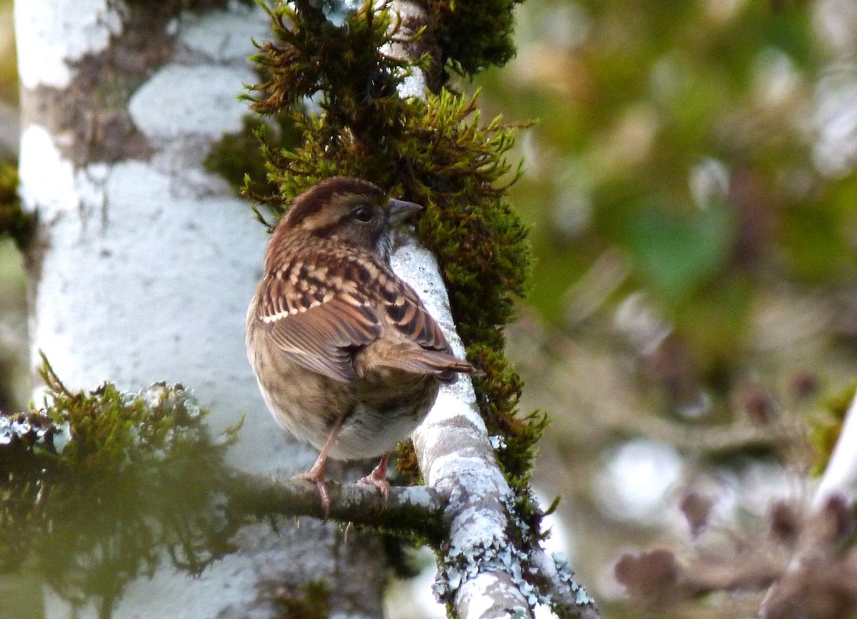 White-throated Sparrow - ML611045368