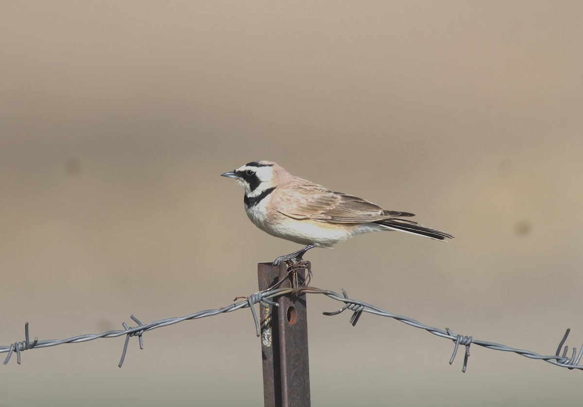 Horned Lark - VIJAY S