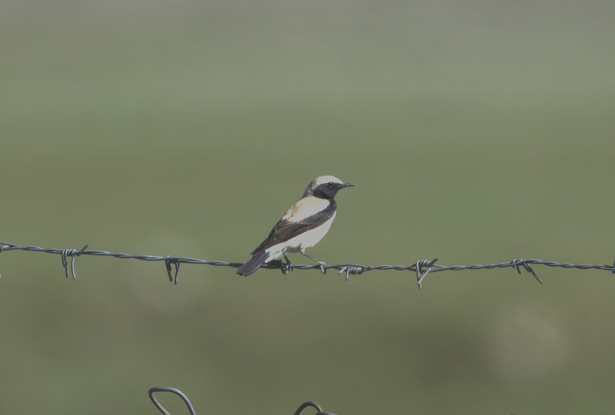 Desert Wheatear - VIJAY S