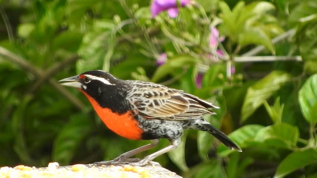 Peruvian Meadowlark - ML611045466