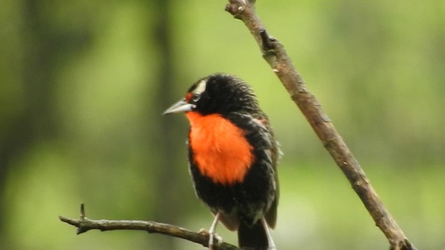 ペルームネアカマキバドリ - ML611045471