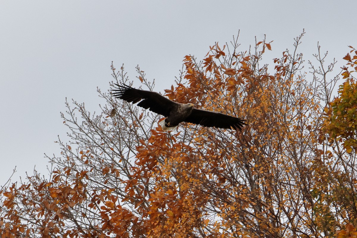 White-tailed Eagle - ML611045508