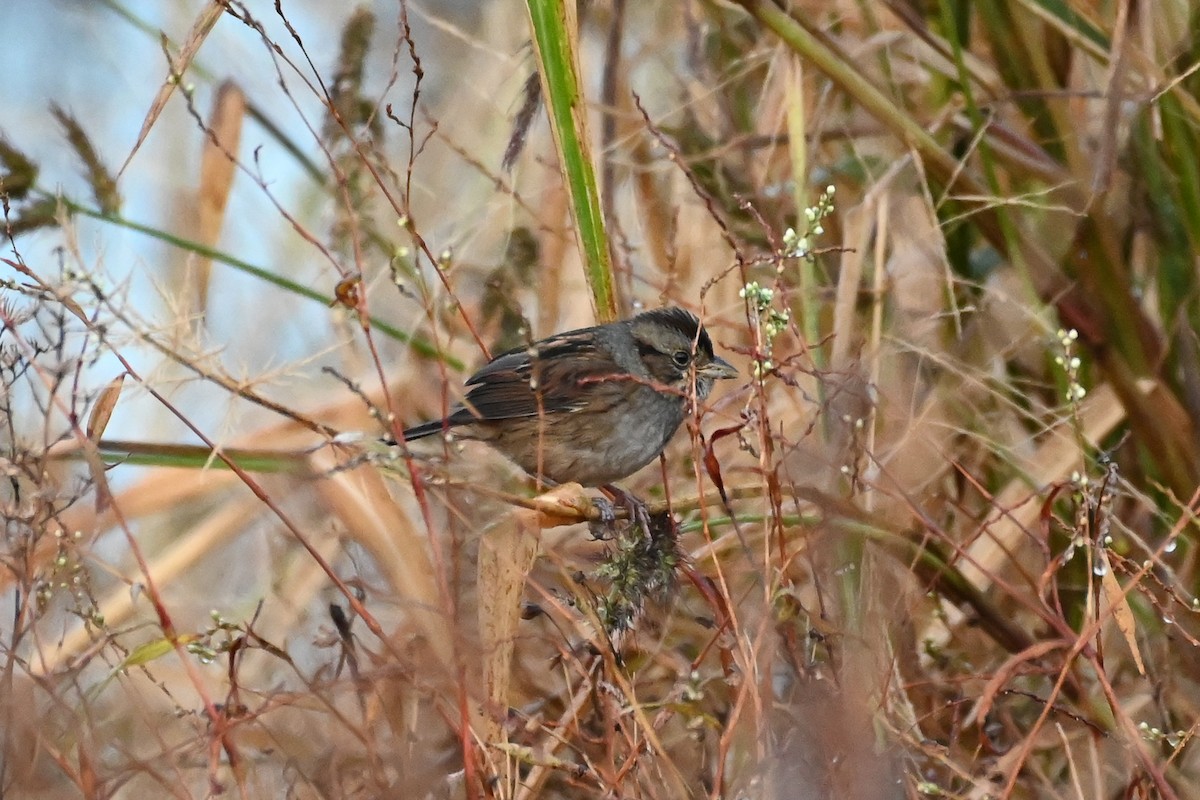 Swamp Sparrow - ML611045570