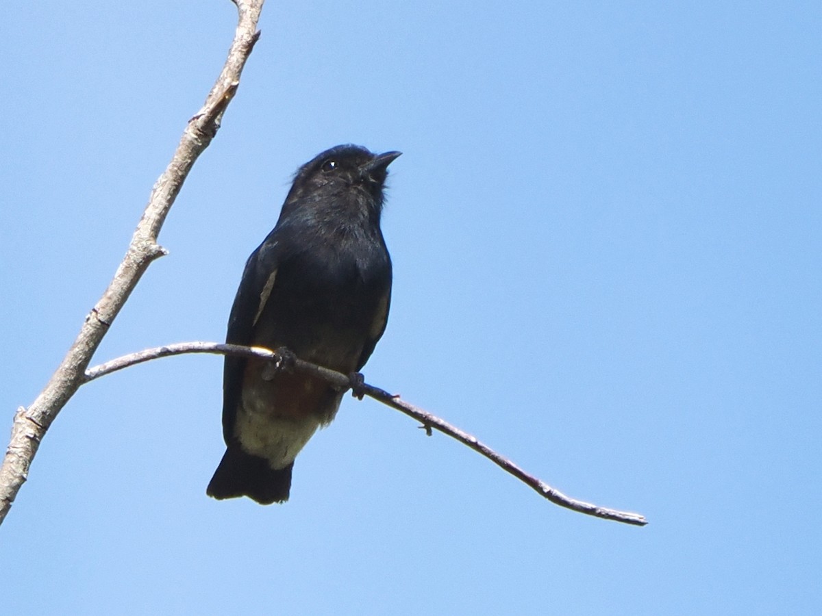 Swallow-winged Puffbird - ML611045695