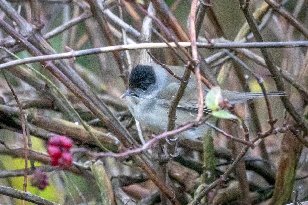 Халимагт зэржгэнэ - ML611045720