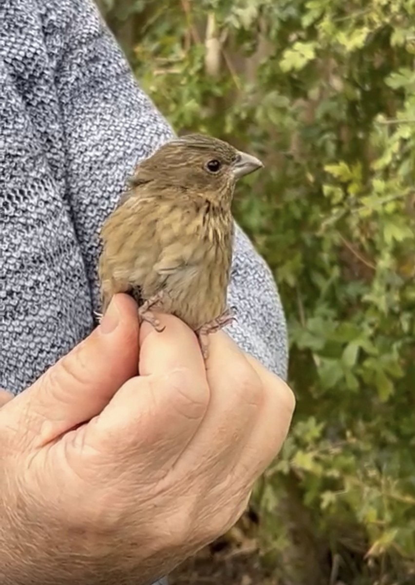 Common Rosefinch - Ian Searle