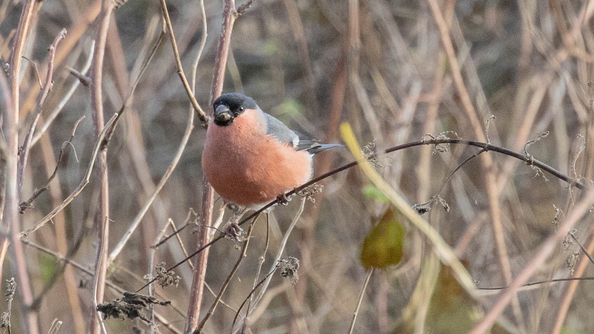 Эгэл зана - ML611045729