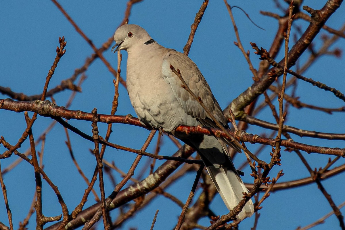 Буулгат хүүрзгэнэ - ML611045737