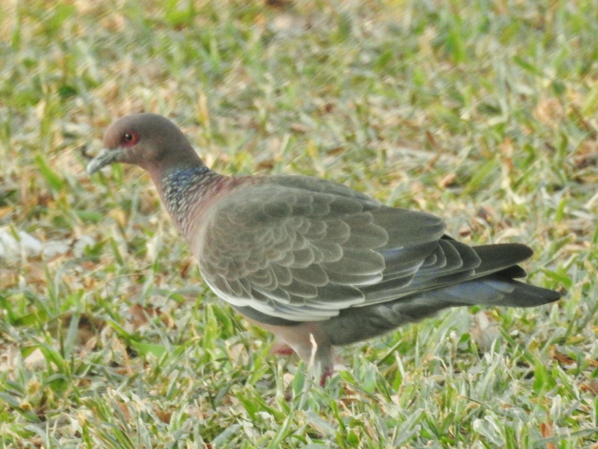 Pigeon picazuro - ML611045754