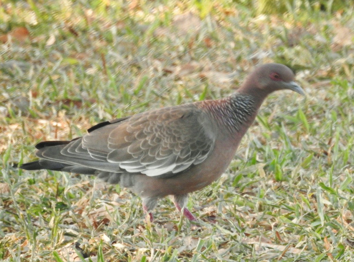 Pigeon picazuro - ML611045758