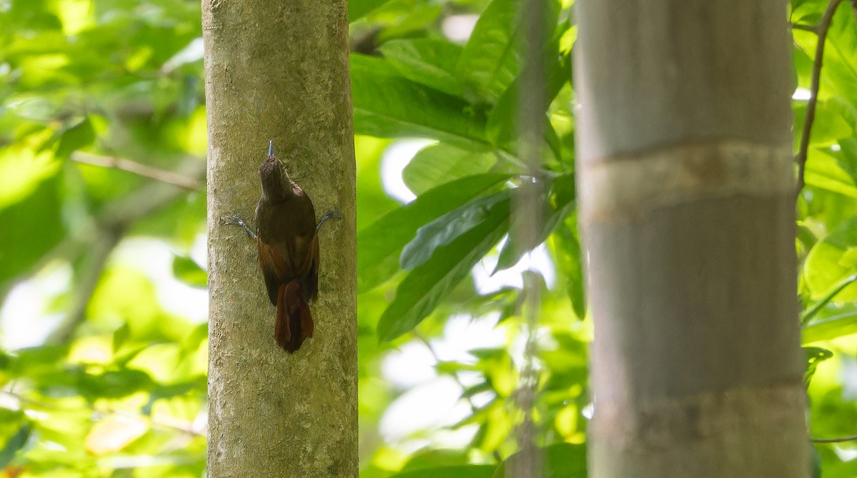 Tawny-winged Woodcreeper - Friedemann Arndt