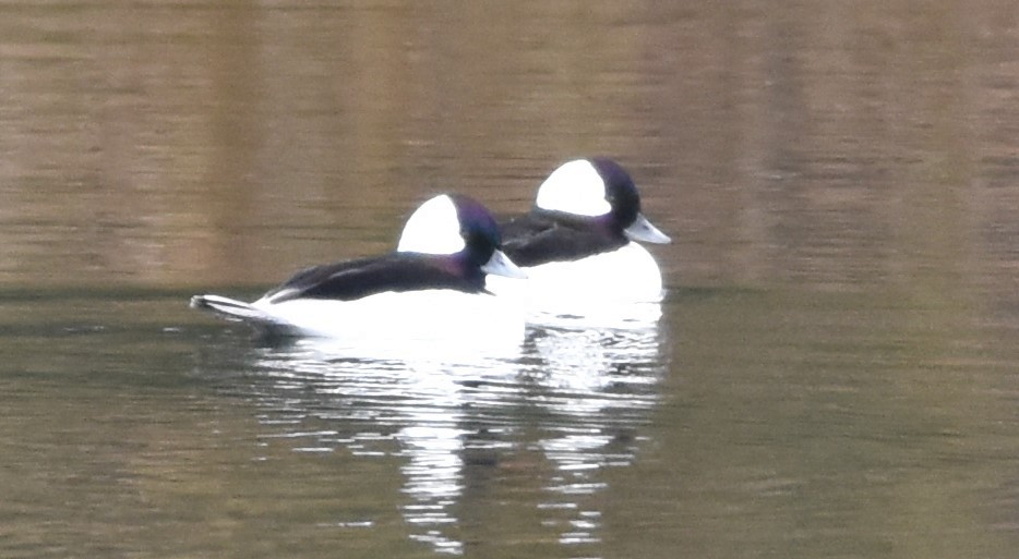 Bufflehead - ML611045970