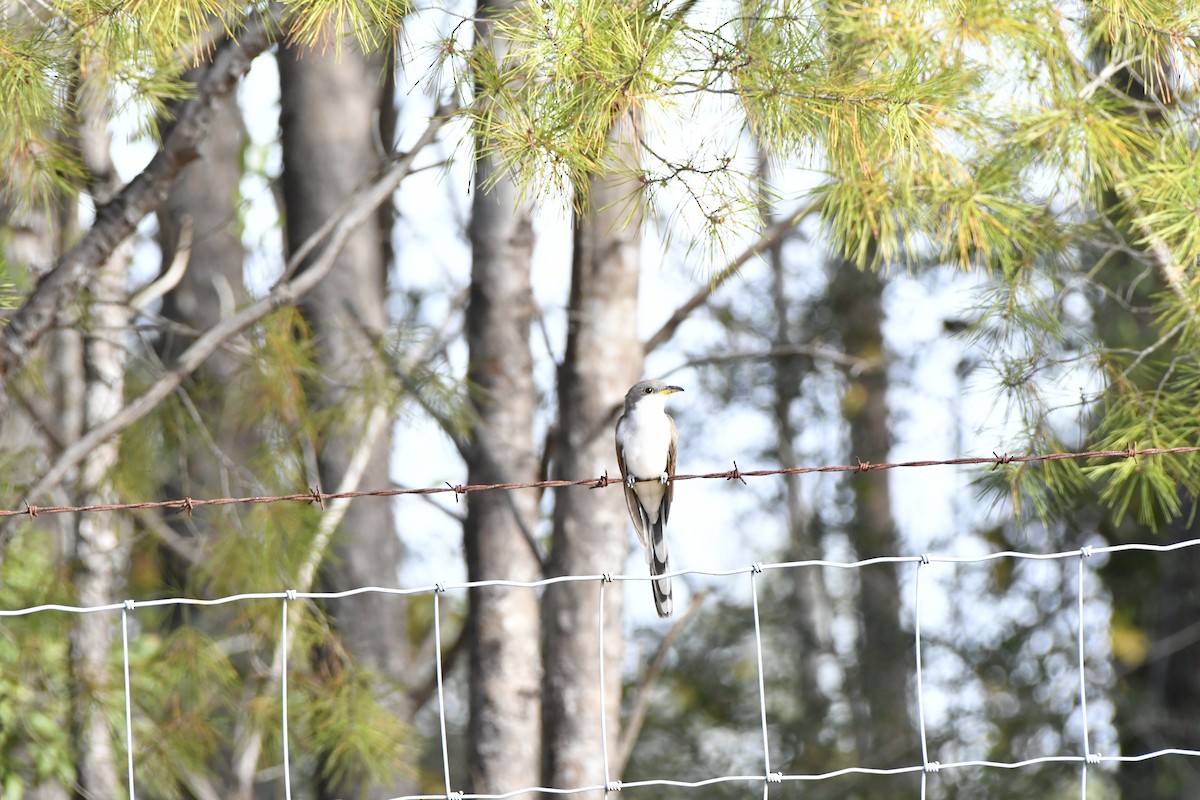 Yellow-billed Cuckoo - ML611046024