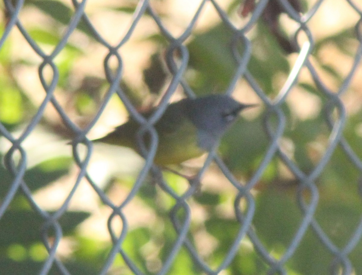 MacGillivray's Warbler - ML611046092