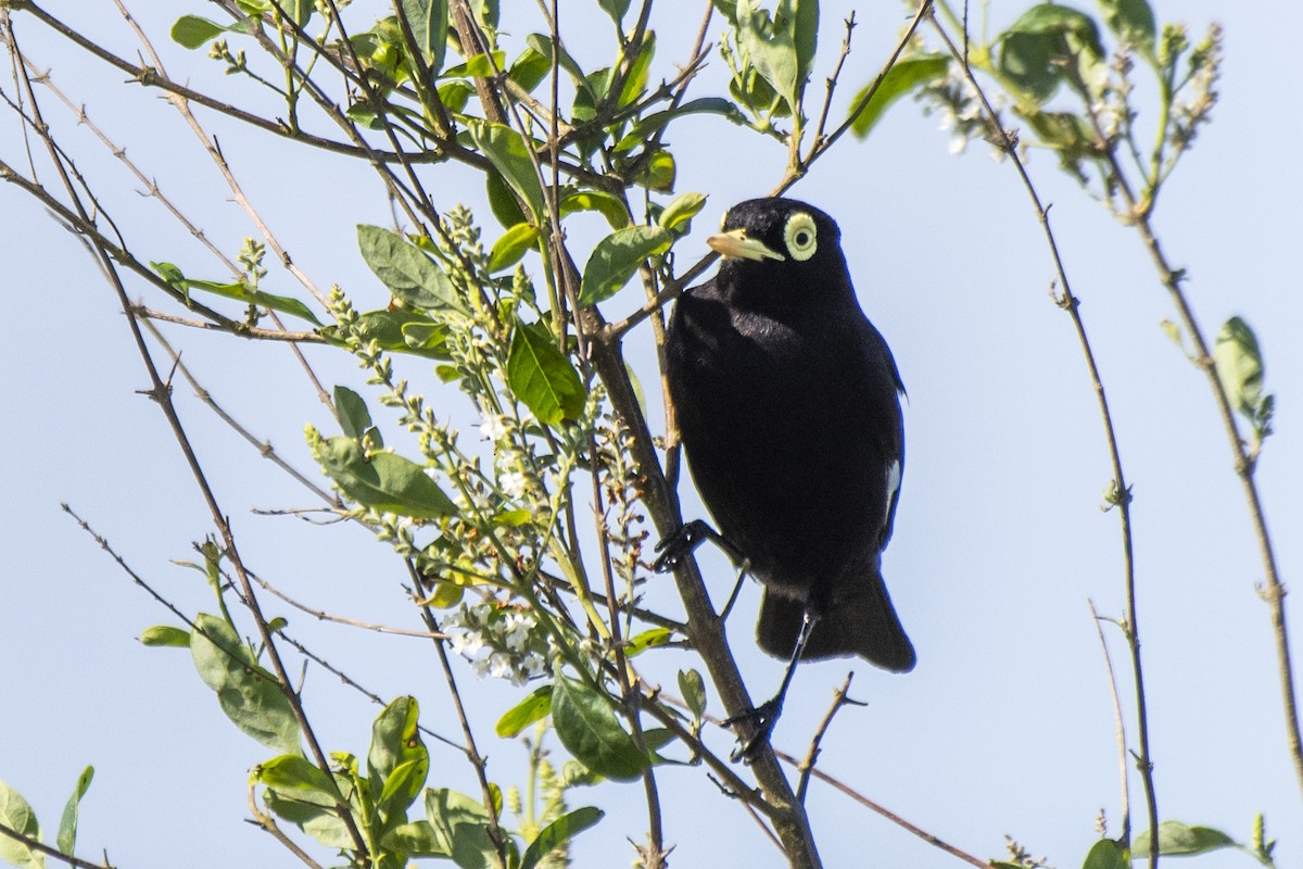 Spectacled Tyrant - ML611046201