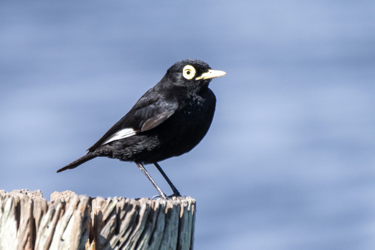 Spectacled Tyrant - ML611046203