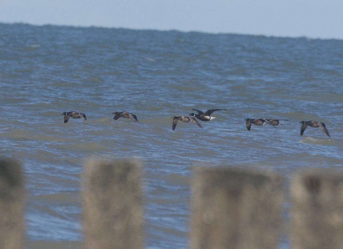 Brant (Black) - ML611046280