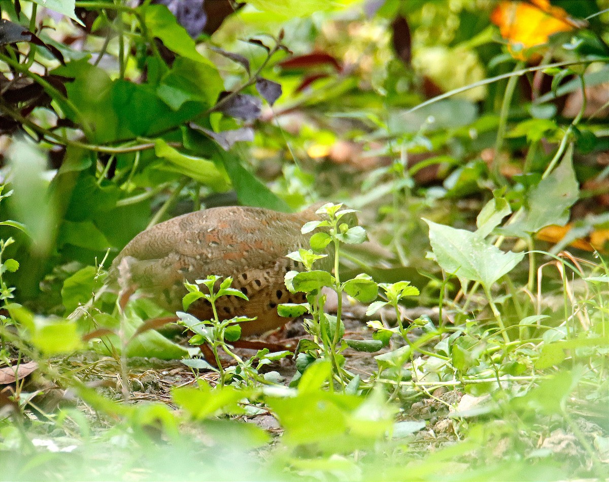 Yellow-legged Buttonquail - ML611046292