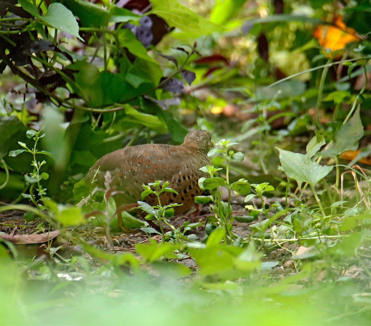 Yellow-legged Buttonquail - SUSANTA MUKHERJEE