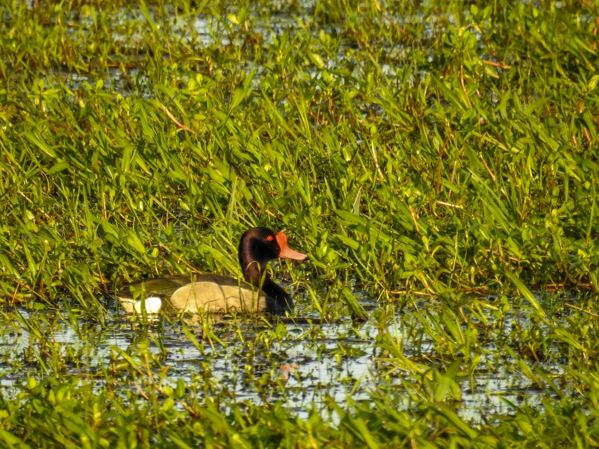 Rosy-billed Pochard - ML611046299