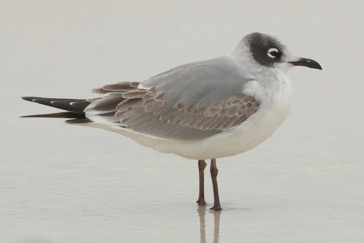 Franklin's Gull - ML611046363