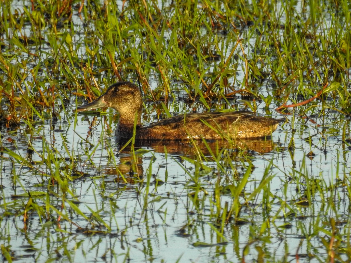 Black-headed Duck - ML611046368