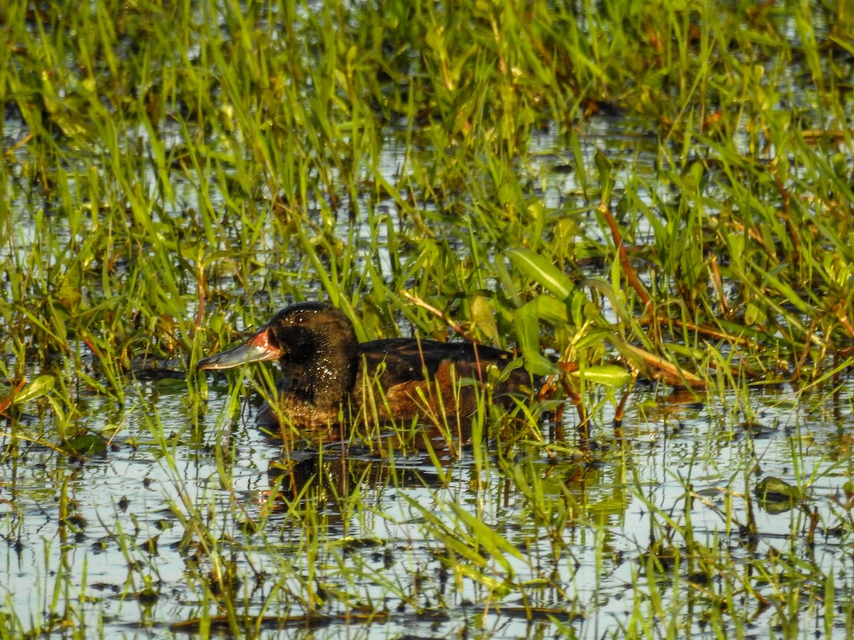 Black-headed Duck - ML611046369