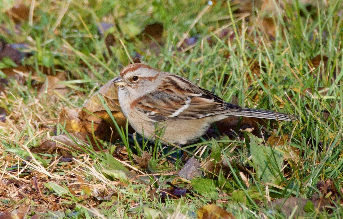 American Tree Sparrow - ML611046386