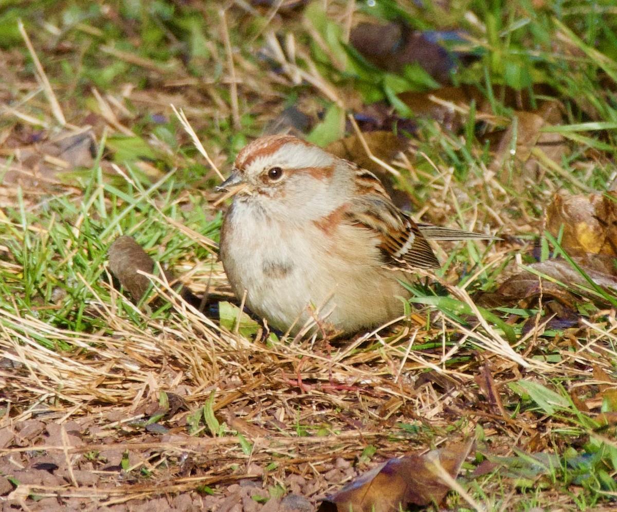 American Tree Sparrow - ML611046396