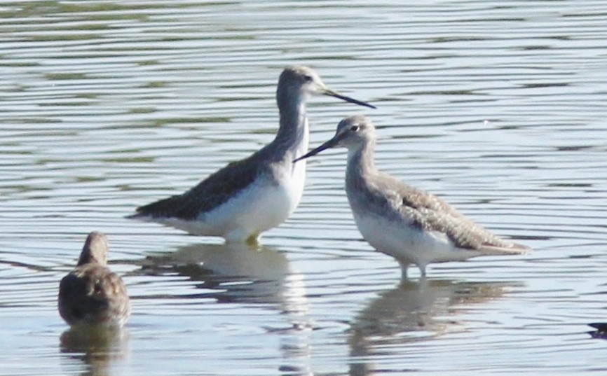 Greater Yellowlegs - ML611046463