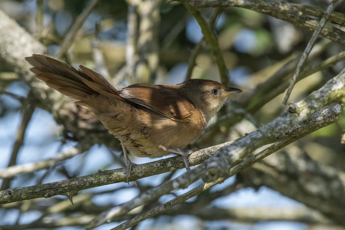 Freckle-breasted Thornbird - ML611046512