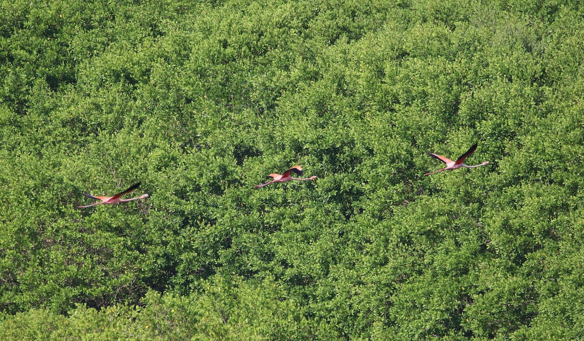 American Flamingo - ML611046529