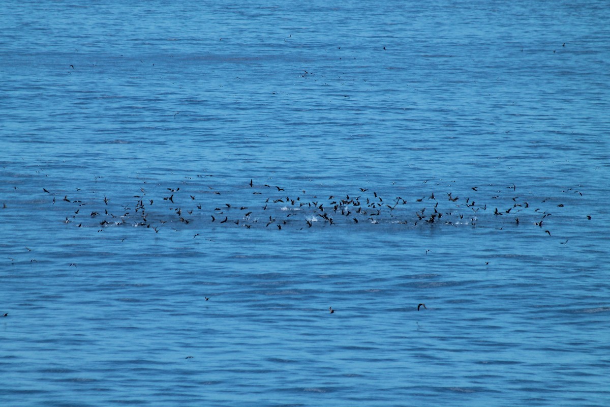 Brown Noddy - ML611046540