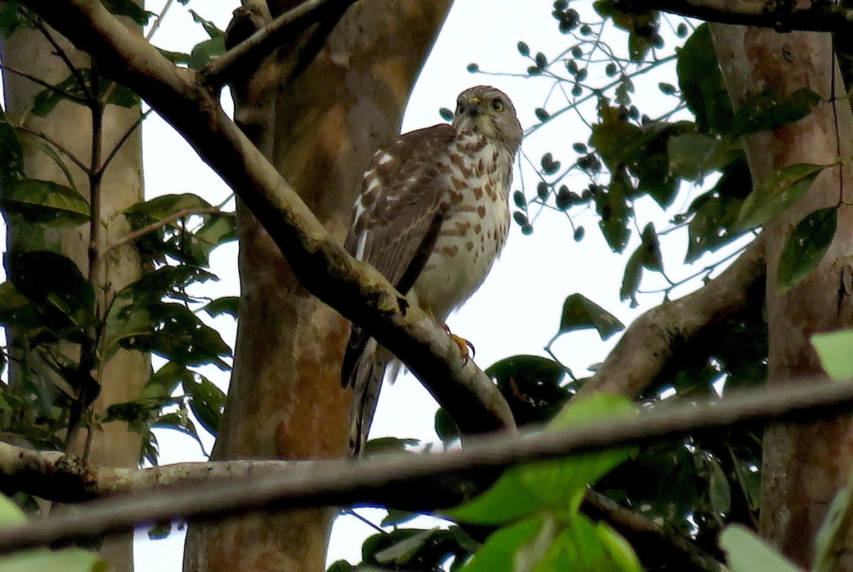 Azor/Gavilán sp.  (Accipiter sp.) - ML611046550