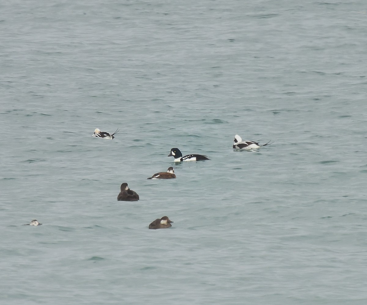 Barrow's Goldeneye - ML611046648